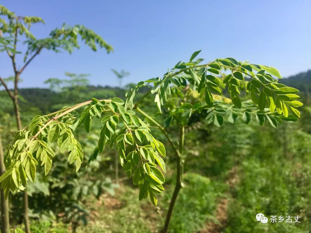 种下一片致富林—古丈县细塔村发展辣木产业脱贫奔小康_种植