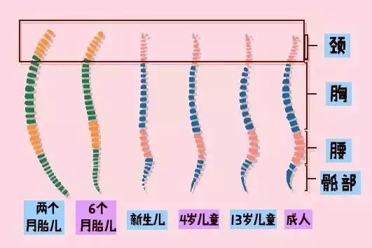 (宝宝的颈椎发育特点) 枕头的主要作用就是支撑起前凸的颈椎,使得