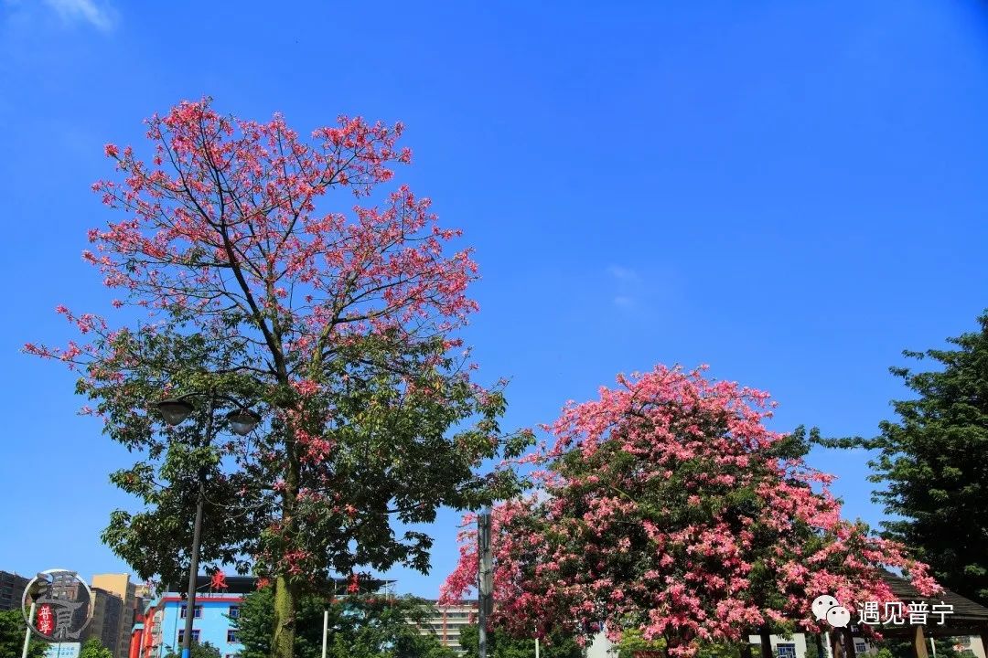 普宁这棵网红树美得让人窒息,刷爆了朋友圈!