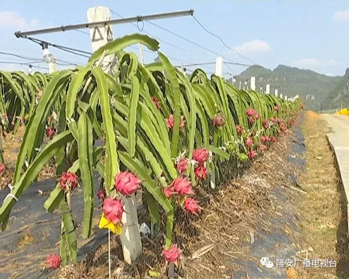 骄傲广西第一这就是隆安火龙果