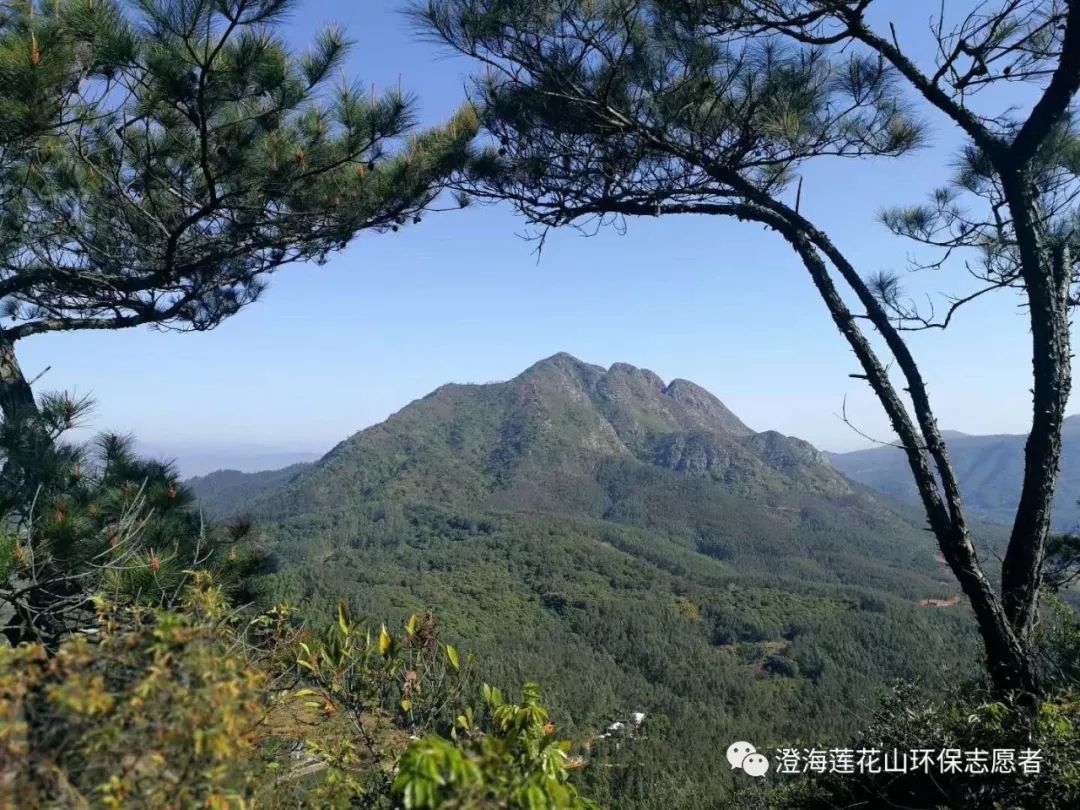 莲花山的风水被林监丞错看成了通天大蜡烛,所以挖了个莲花池要灭掉