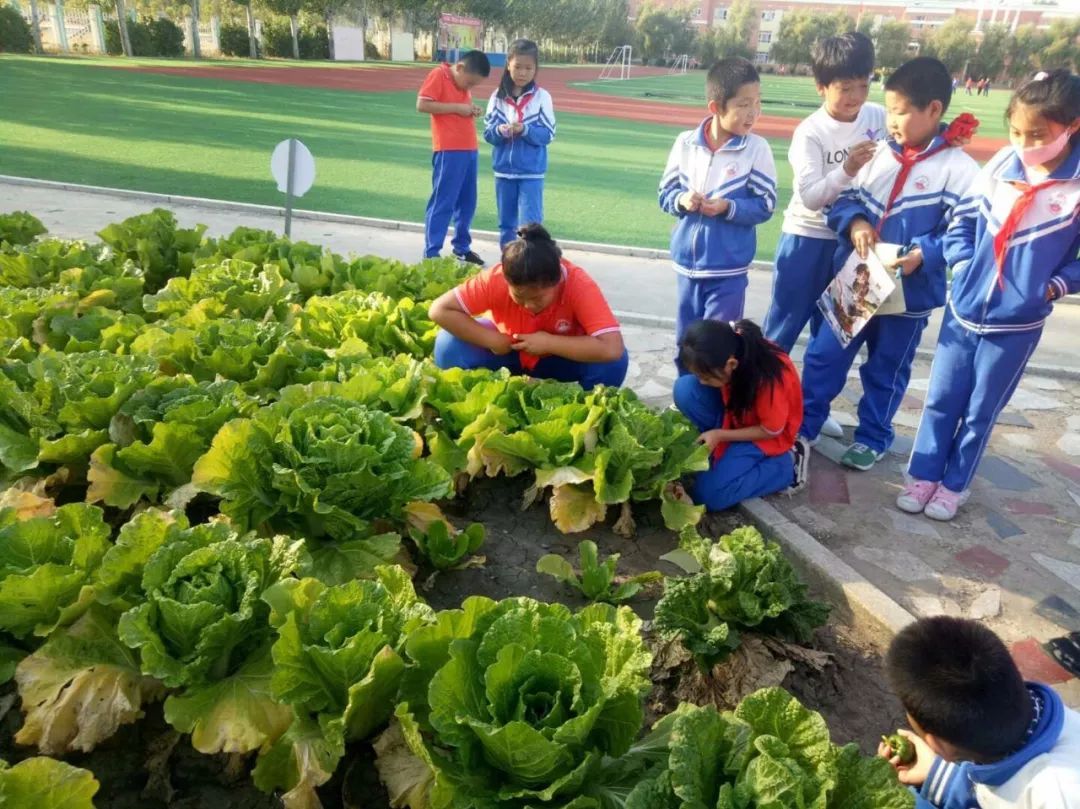 【关注】明德小学"qq农场"惹人爱