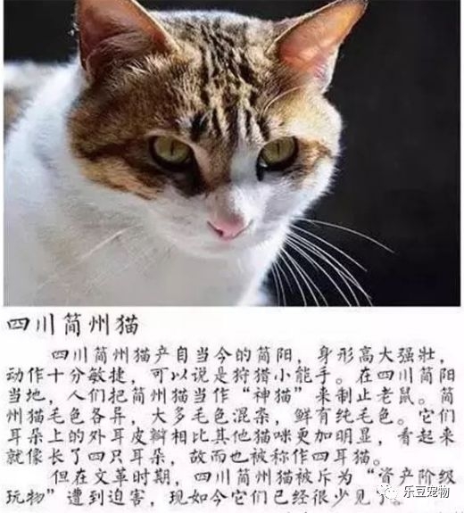 不看不知道，看了才知道原來中國有這麼多種貓！ 萌寵 第4張
