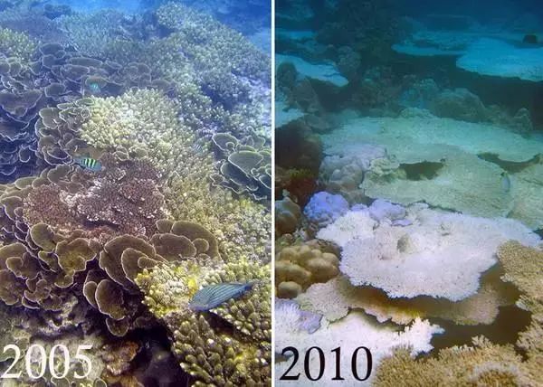 海洋水质酸化或将再次导致生物灭绝人类的末日还有多远