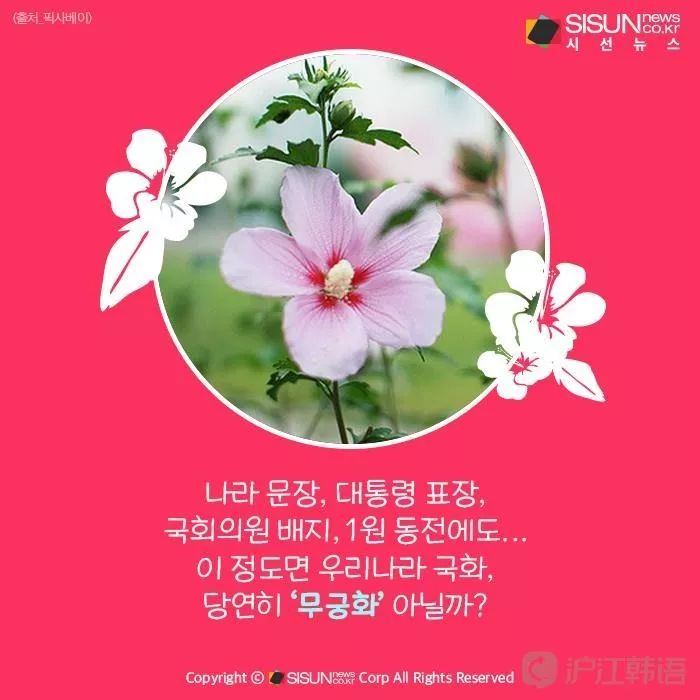 木槿花居然不是韩国的国花?