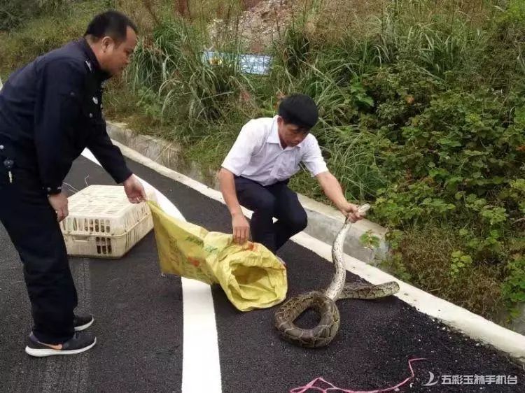 吓人!北流石窝一条大蟒蛇出没,幸好