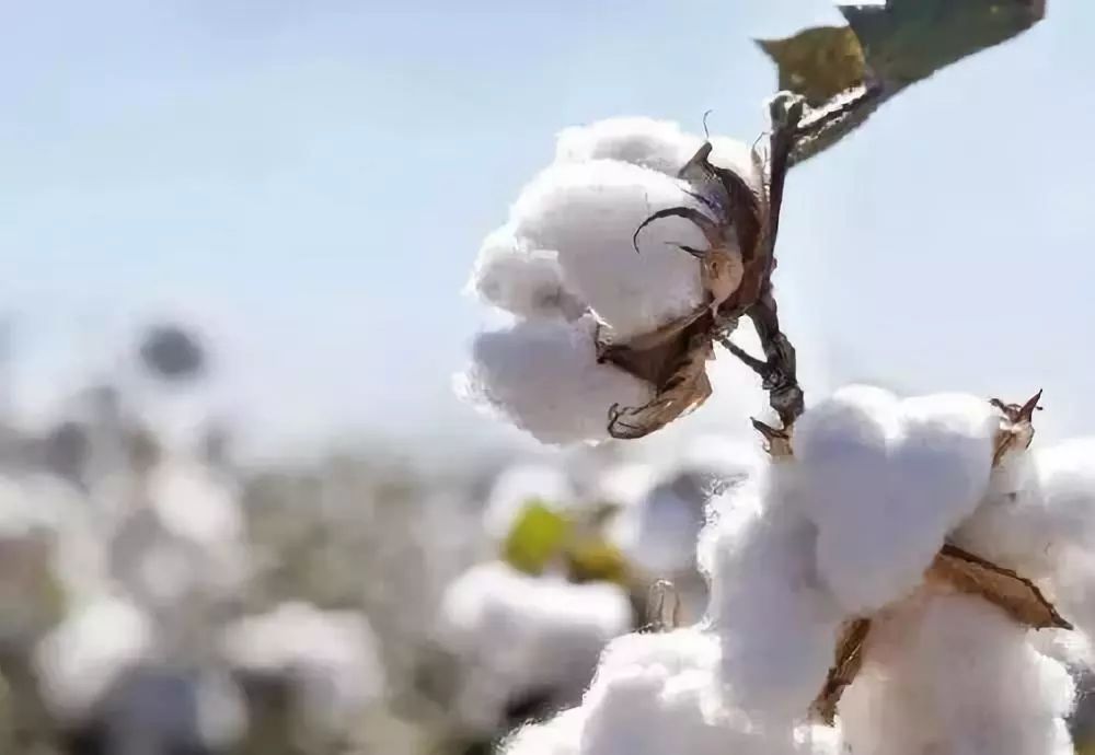 这种品种的棉花,可以不用地膜覆盖,不仅吐絮早,还高产