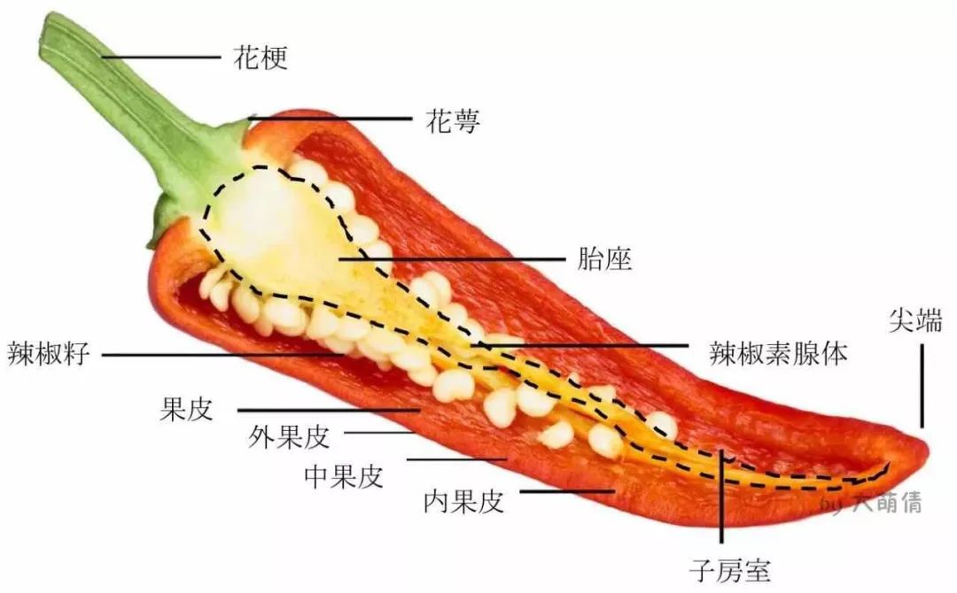 辣椒结构示意图(作者手绘)