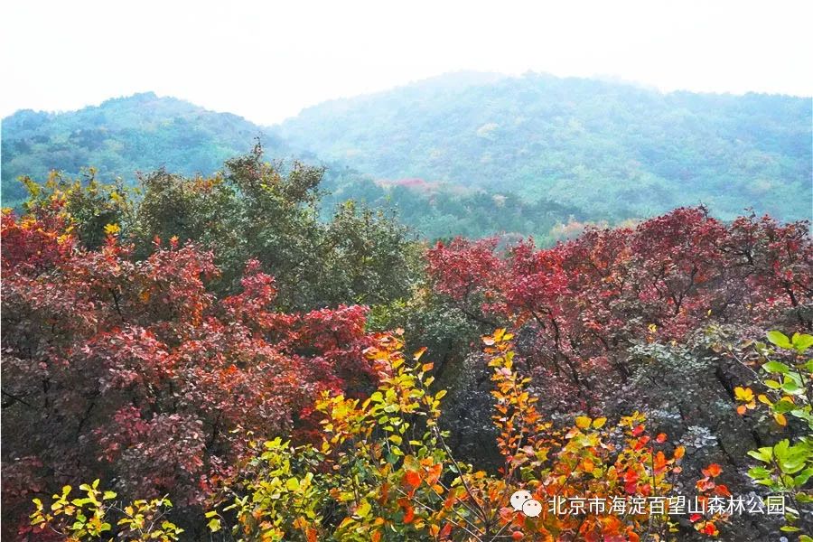 远景拍摄百望山的秀美壮丽而如今我们百望山正迎来红叶的最佳观赏时间