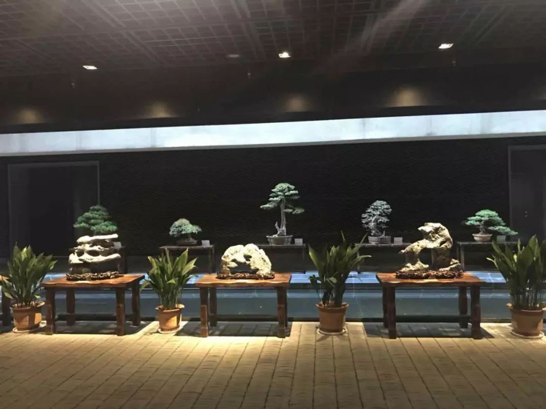 大师级"苏派盆景"现身中国科举博物馆!