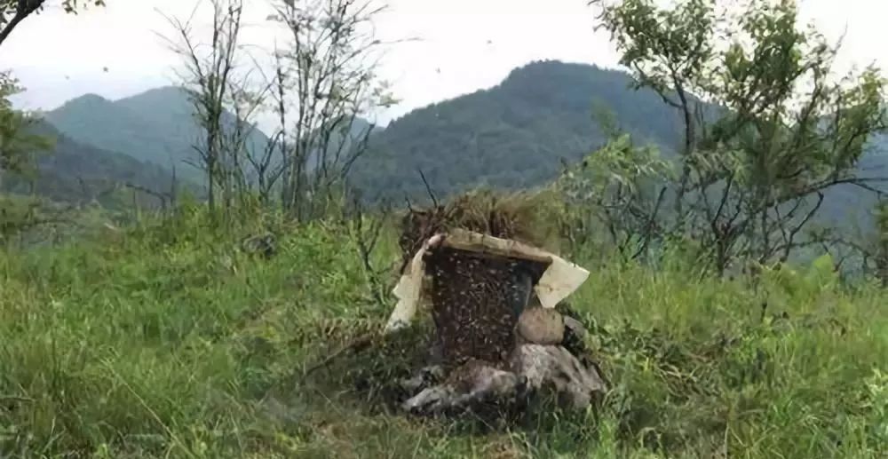 ①诱蜂地点: 引诱野生蜂群应选择在蜜粉源比较丰富,附近有水源,朝阳