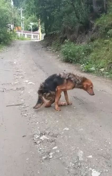 被打斷腿的流浪狗，怕被拒絕，小心翼翼求助的樣子讓人心酸…… 萌寵 第2張