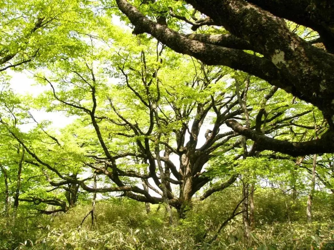 一次碰撞,三次助力,梵净山"喜事连连"背后的故事