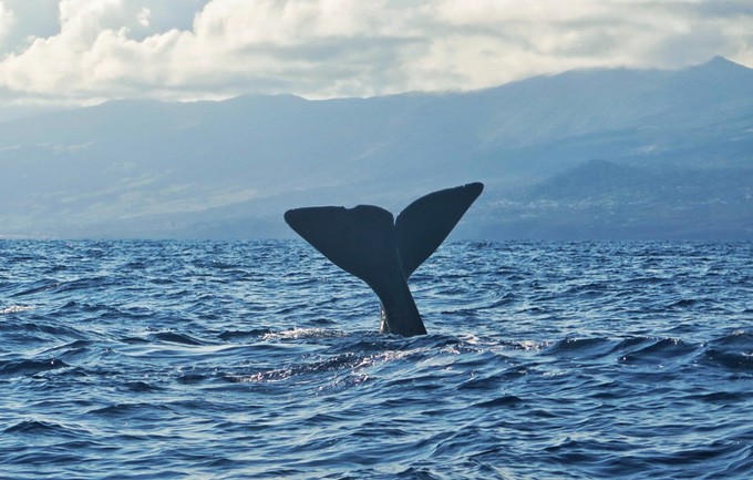 抹香鲸-sperm whale