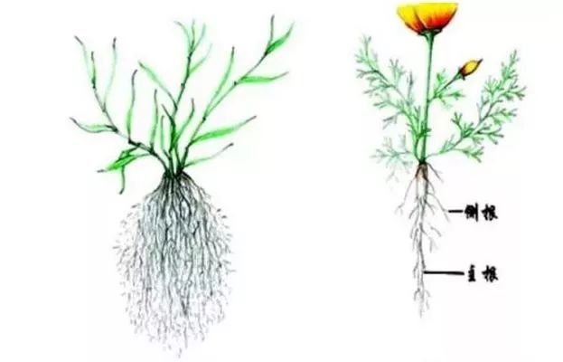 【联合利农】 生物有机菌肥——作物根系的最爱!