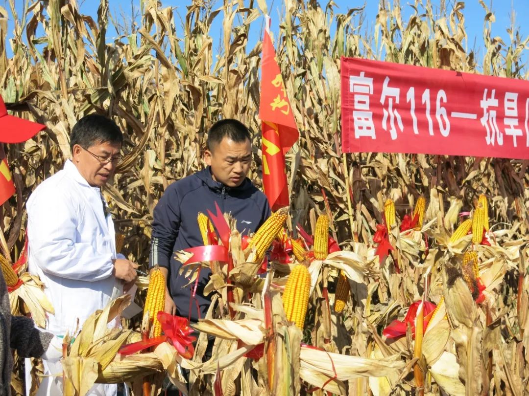 中国种子协会"寻找玉米高产品种活动" ——"富尔116"玉米专家现场实测