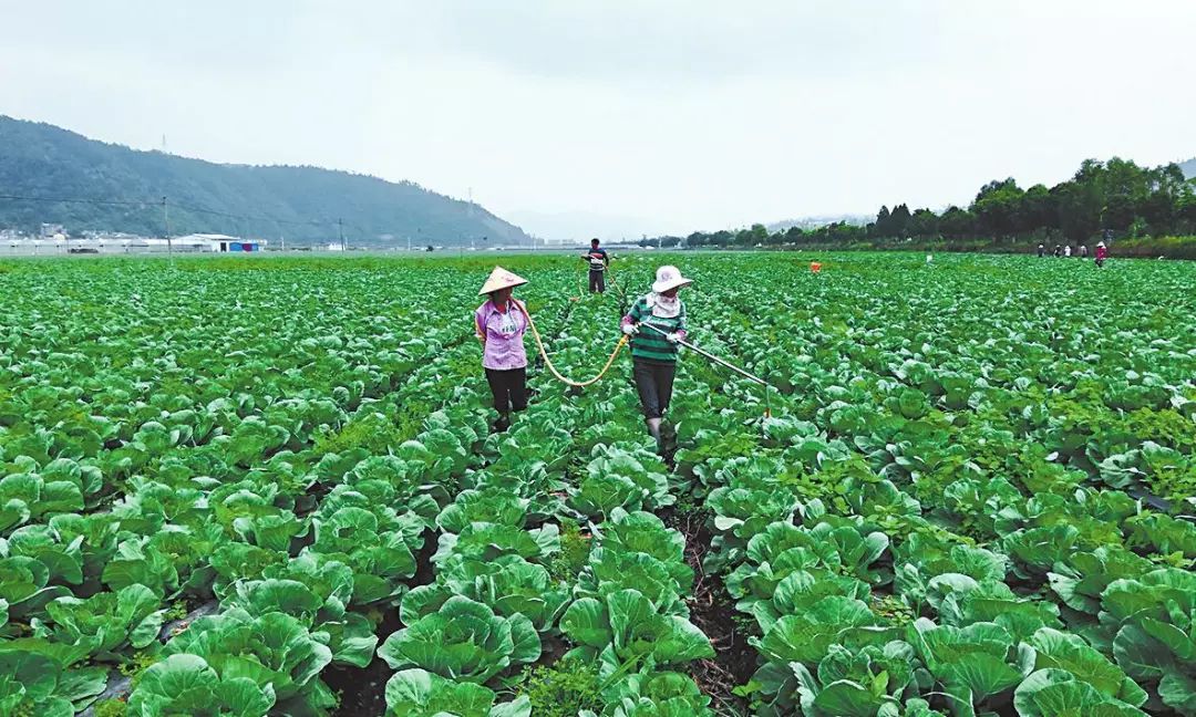 改革开放40年|玉溪农业的巨变与辉煌