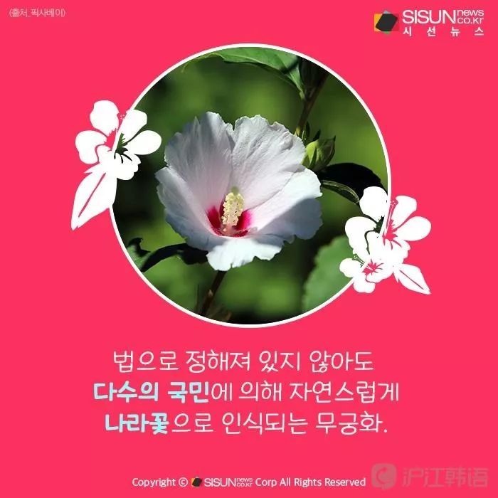 木槿花居然不是韩国的国花?