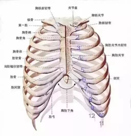 主要说的是 第7-10根肋骨向外翻出,有时往往还伴有脊柱侧弯,大小胸