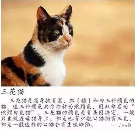 不看不知道，看了才知道原來中國有這麼多種貓！ 萌寵 第5張