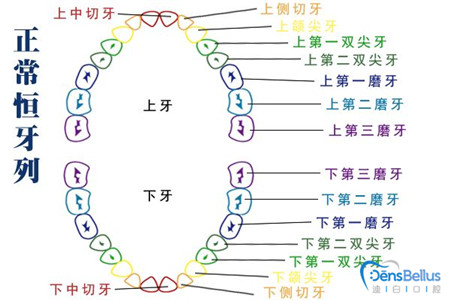 你知道人的牙齿有哪些分类和功能吗