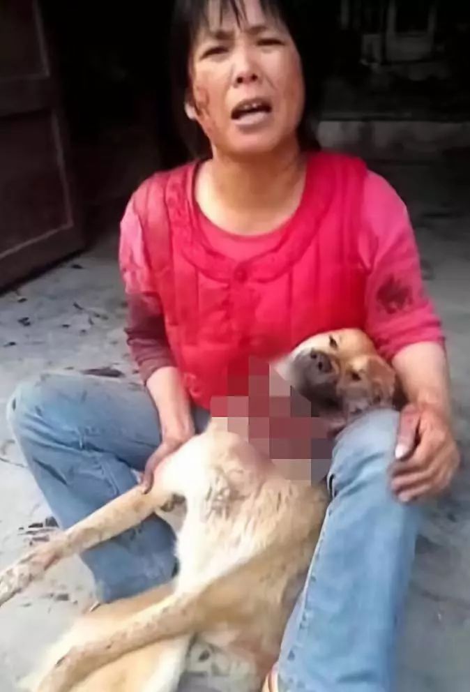 为了繁殖纯种狗这些人可以有多变态母子交配子女交配近亲繁殖纯种犬的