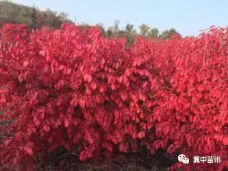 红叶灌木新品种一火焰卫矛,深秋里的一把火