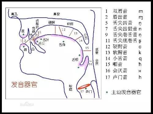 所以一定要放松下巴,这时舌头会自然平放在口腔中,舌尖会轻触下齿背