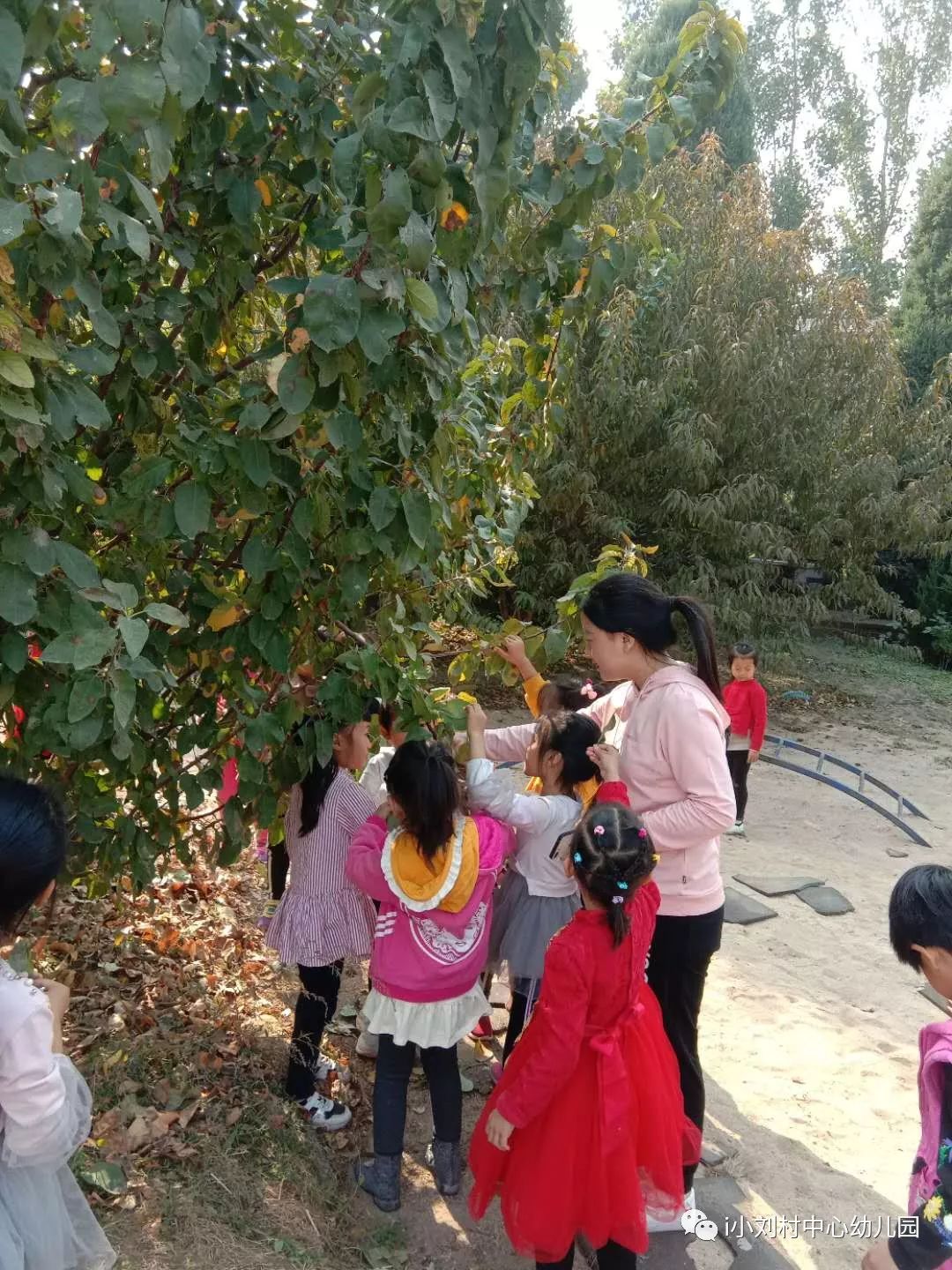 两片不一样的银杏叶 东阳市中天国际幼儿园解密银杏树|幼儿园|东阳市_新浪新闻