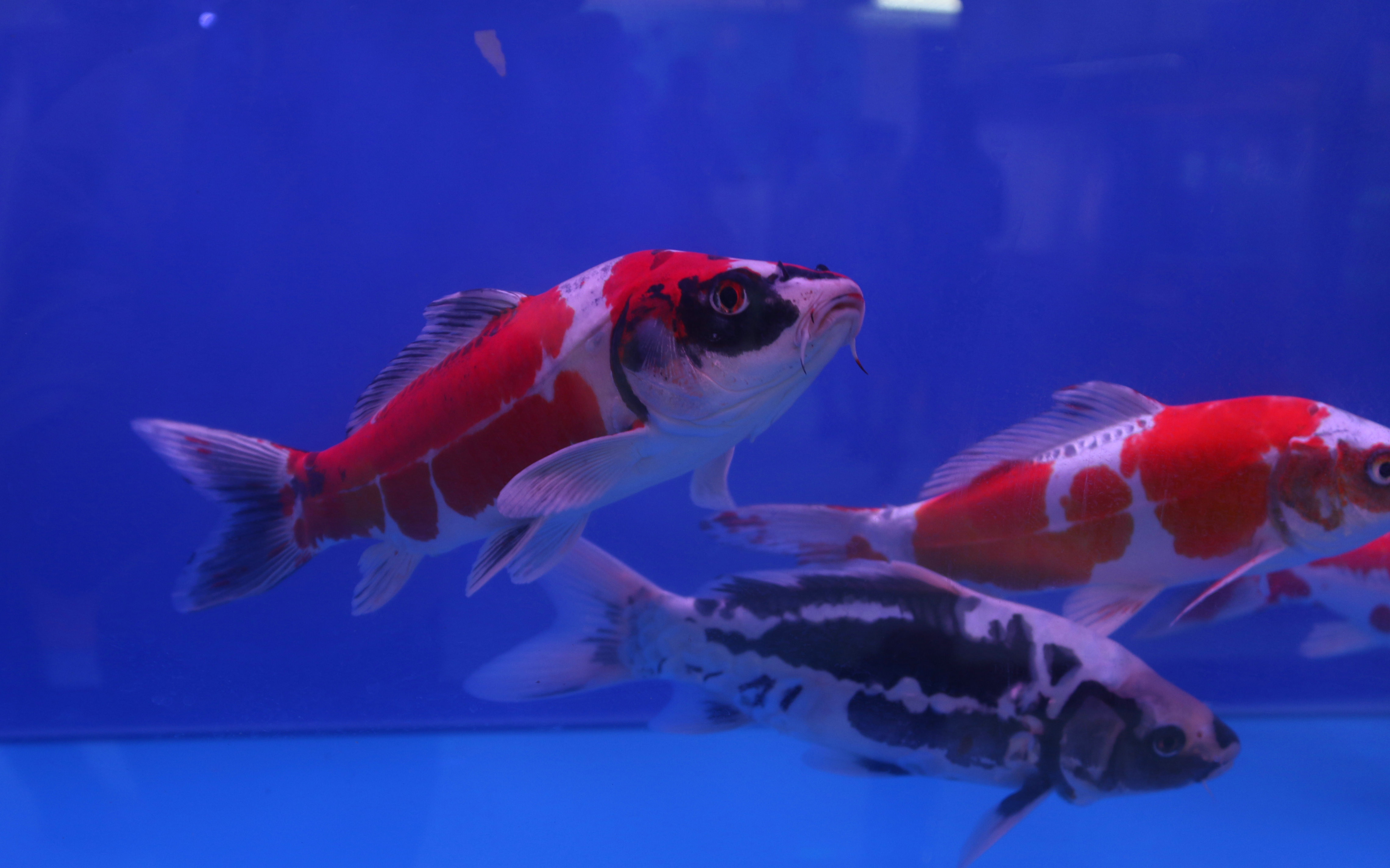 鱼种介绍：“江西三红”之荷包红鲤 - 知乎