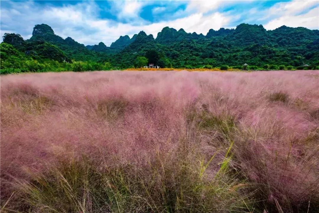 广州也有粉黛花海,霸屏抖音的网红打卡地,颜值爆