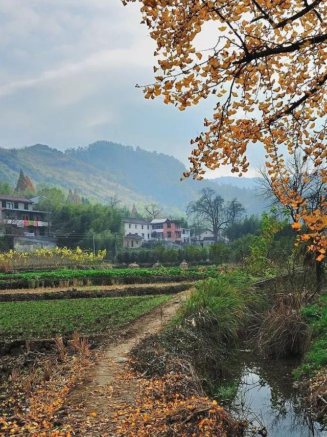 这个小山村是这个时节杭州最美的地方,满村"尽带黄金甲"_杨家村