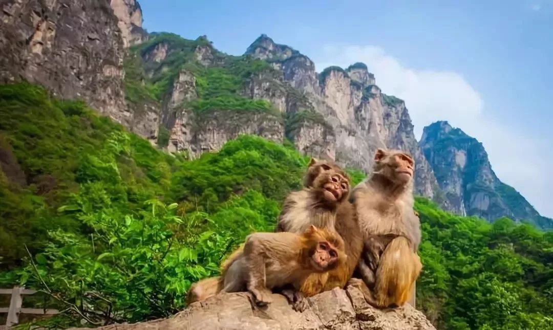 醉人的秋色一层层增加 云台山猕猴谷:云台山名胜区有数量众多的野生