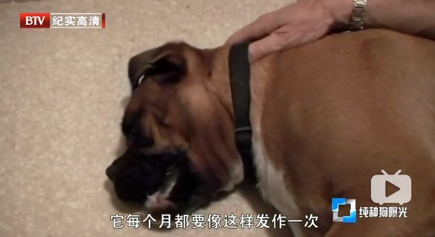 母子交配,子女交配,近亲繁殖.纯种犬的悲哀_人类