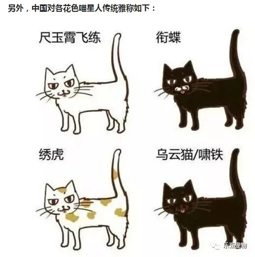 不看不知道，看了才知道原來中國有這麼多種貓！ 萌寵 第9張