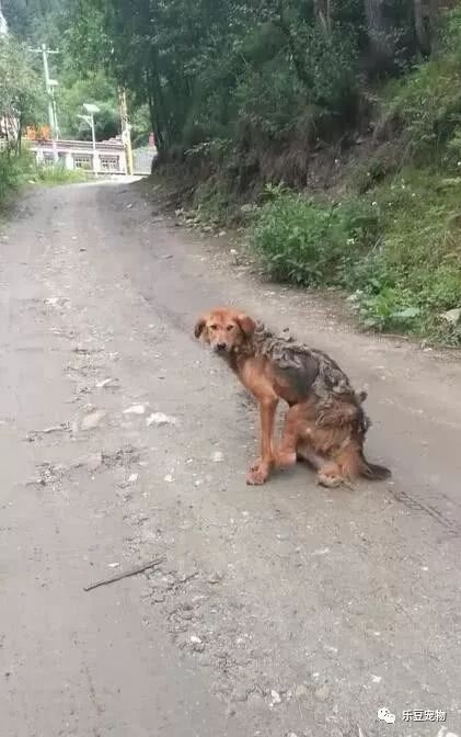 被打斷腿的流浪狗，怕被拒絕，小心翼翼求助的樣子讓人心酸…… 萌寵 第4張