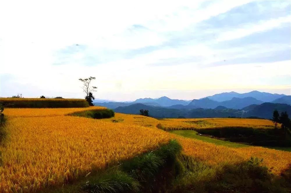 一畦春韭绿十里稻花香天台的秋天太黄了