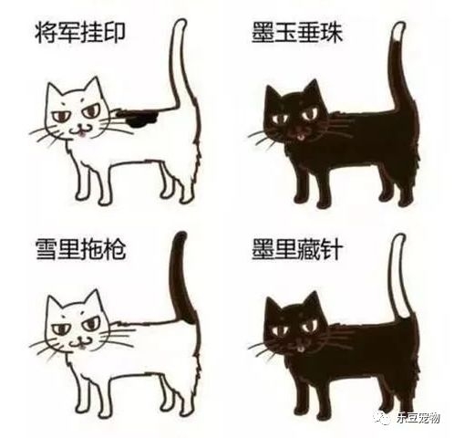 不看不知道，看了才知道原來中國有這麼多種貓！ 萌寵 第10張