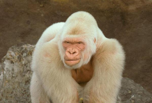地球上10大最美丽的白化动物,白化孔雀美极了,白化大猩猩仅一只