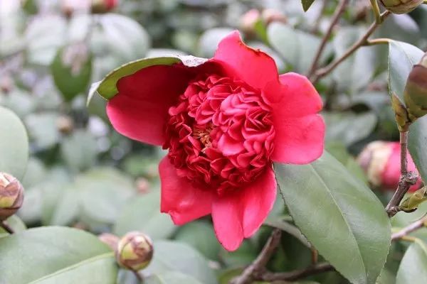 【每日一花】金盘荔枝茶花,花心状若荔枝!~_铁壳宝珠