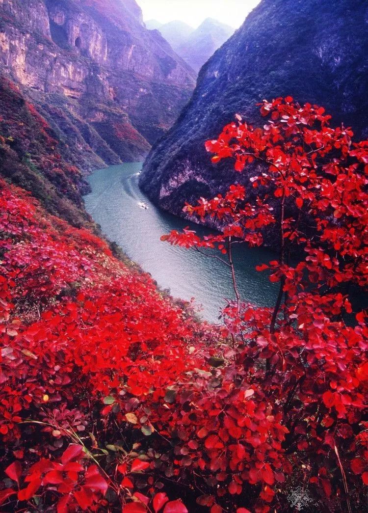 青红相接的山水,红叶如同从江面爬上山坡,景象独特.