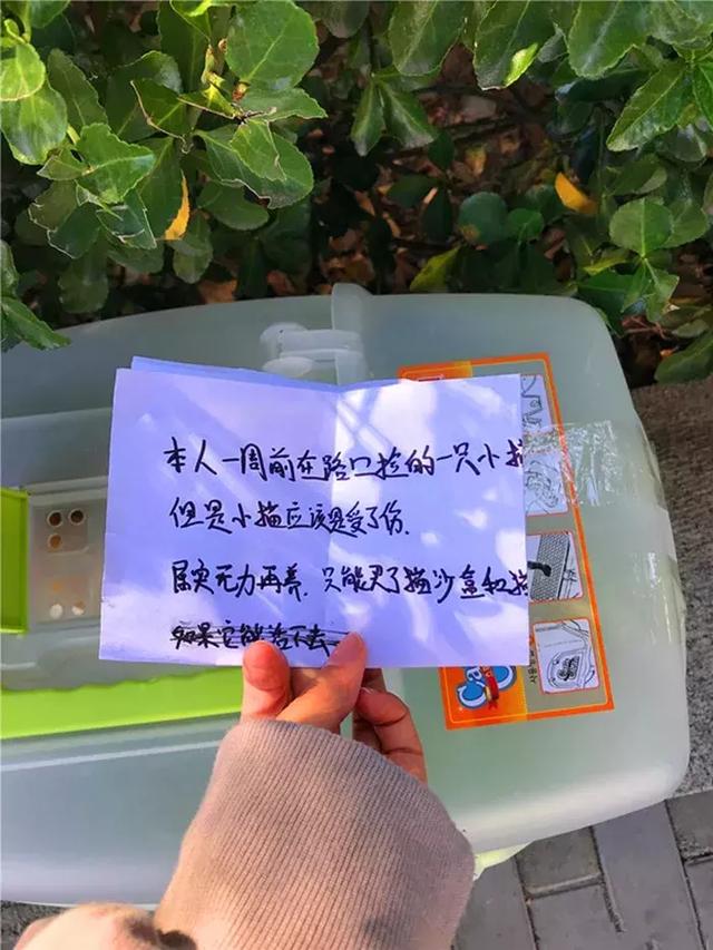 流浪貓被姑娘收養，可最後卻被丟路邊，志願者看到紙條後很沉默！ 萌寵 第3張