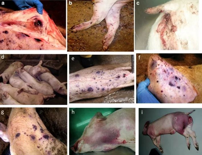 非洲猪瘟的发病特点