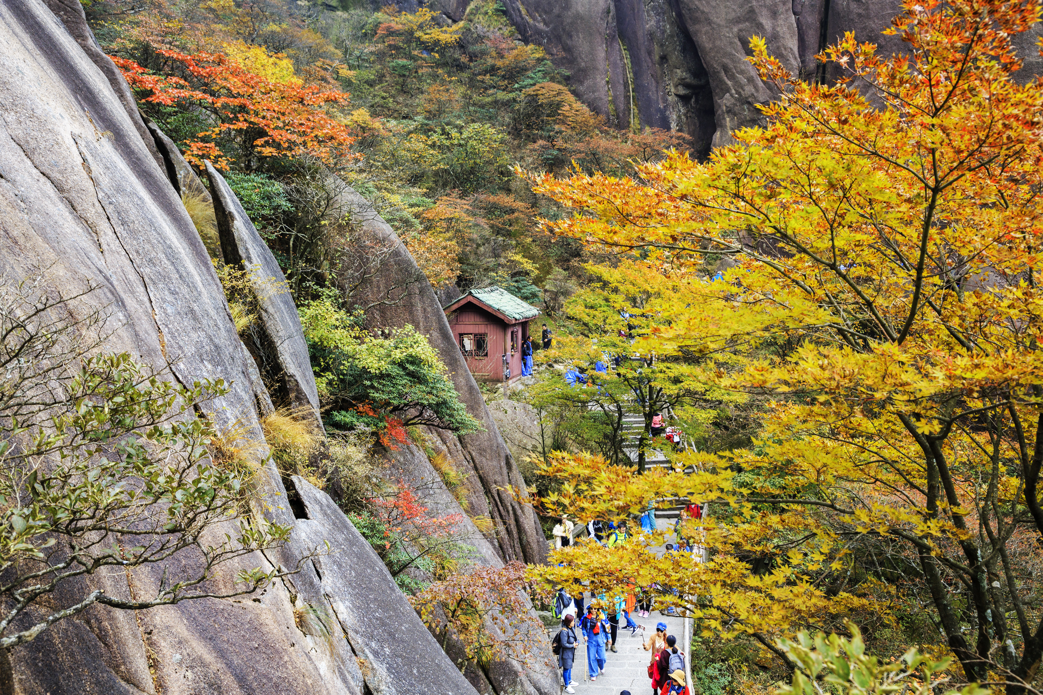 安徽黄山:松石云树相互映衬 美如欧式油画