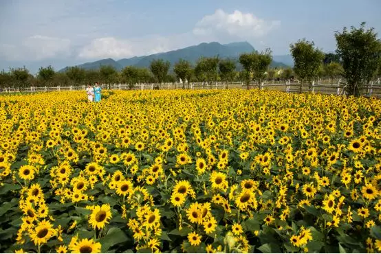 秋冬赏花好去处2018年四川省第三十二期花卉观赏推荐