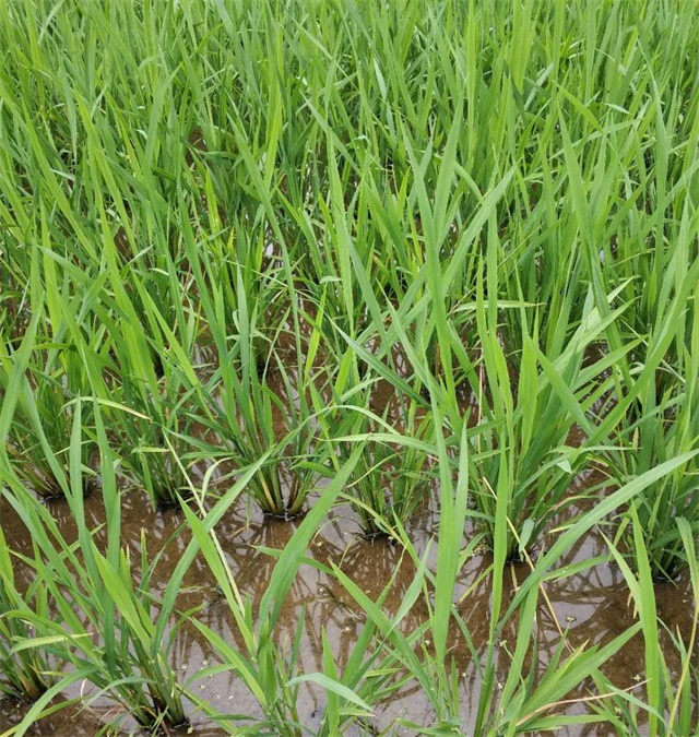 是防治水稻的钻心虫,使用的药剂有:阿维菌素(150 ml/亩),虱螨脲(100