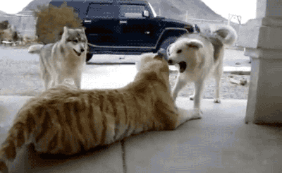 小老虎和二哈一同长大，如今每天被哈士奇骚扰，二哈：这猫真好玩