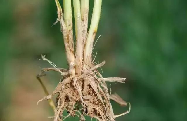 小麦纹枯病 多效唑最早作为杀菌剂开发,对油菜菌核病,小麦白粉病