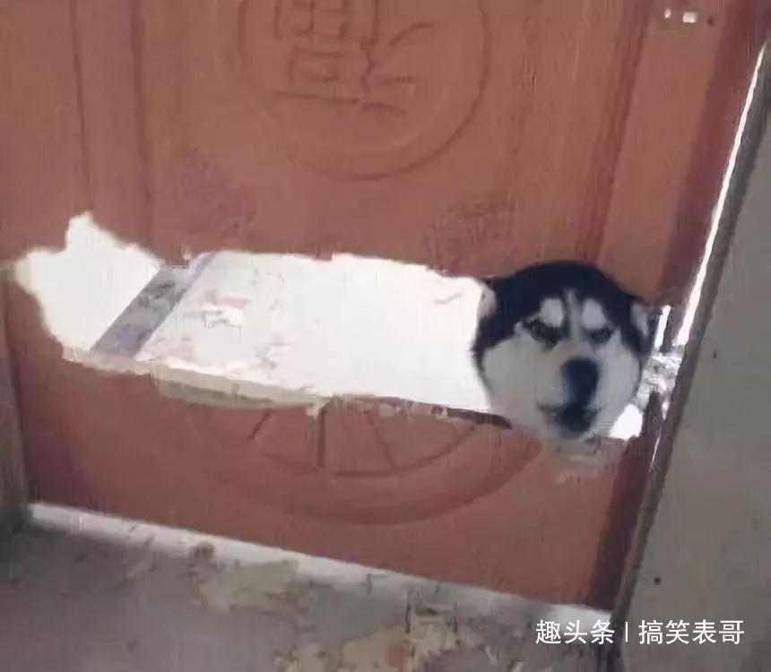 单身狗养生猜四字成语_四字成语画画猜