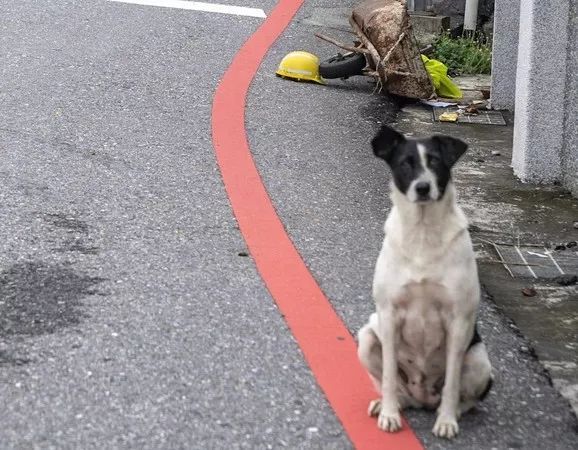 主人摔伤住院，忠心狗狗冒雨死守， “我会等你回来……”